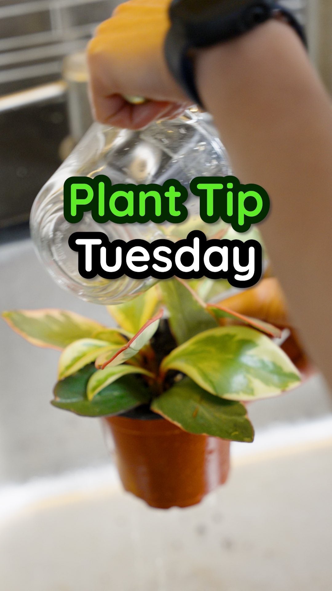 Watering Tip: Give your plants a spa day! Water them until they’re ‘overflowing’ in the sink, let them chill for 30 mins, then back to their planters they go! 🌿💦 

•
•
•
#plantcare #plantlover #plantlady #plantsofinstagram