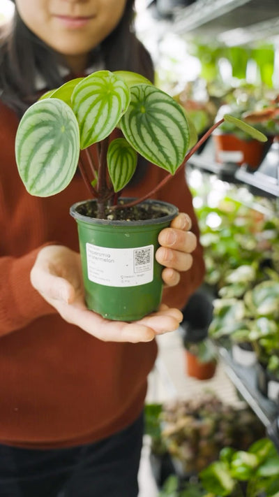 If you’re worried about your pets eating your plants, here are a few options for you! 🐶🐱 

You can feel comfortable having these around your home in the potential case where your pet feels like nibbling on it. However, we still suggest keeping your pets from eating any of your houseplants. 🫡🪴

✨ Hoya Curtisii, Hoya Hindu Rope, and Fittonia Nerve Plant are also amongst the easier to care for plants, which are great for those who want to be plant parents and are afraid their pets might eat them. 🍽️