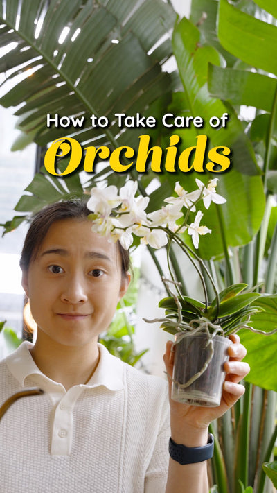 Orchid Plant Care | JOMO Studio | Buy Plants Online | Tropical Houseplant Delivery & Plant Care