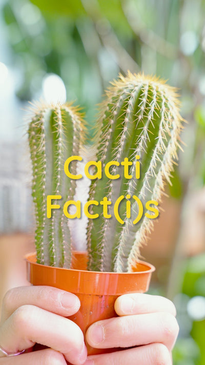 What’s your favourite cacti fact?? 🌵 

•
•
•
#cactuslove #plantparenthood #cacticacti #houseplantcommunity #plantsmakepeoplehappy #cacticollection