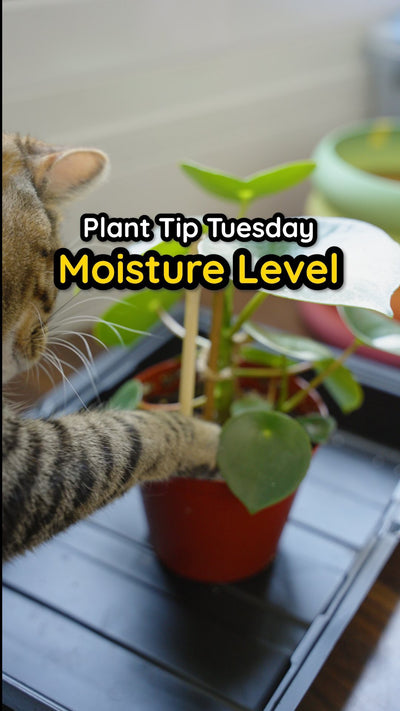 🪴🤏 Sometimes, just checking the top of the soil to see if it’s moist or not may not enough. So, here’s another chopstick trick to help out with that! 🥢 

•
•
•
#plantlife #plantcare #plantsmakepeoplehappy #plantstagram #indoorplants #planttipsandtricks