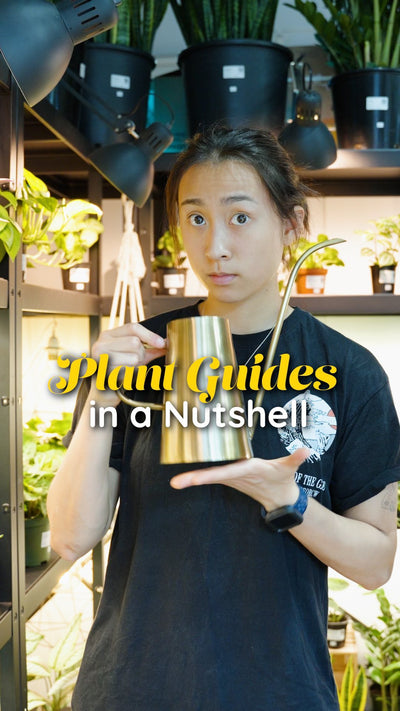 👩‍🏫🌱 Basic plant care guides in less than 30 seconds

If you haven’t watered your plant in a while, it may leading to dry, wilting leaves and potentially stunted growth. 

If you water your plant too often, what can happen are things like the root rot and yellow leaves.

💡If you want a more detailed explanation about knowing when to water your plant, we have all that and more on the JOMO website!

•
•
•
#plantcareguide #houseplantclub #indoorplantsdecor #plantdecor #houseplantsmakemehappy