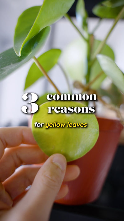 don’t fret too much about yellow leaves!!! 🤗🌿

•
•
•
#indoorplants #urbanjungle #plantsplantsplants #planttips #plantcaretips
