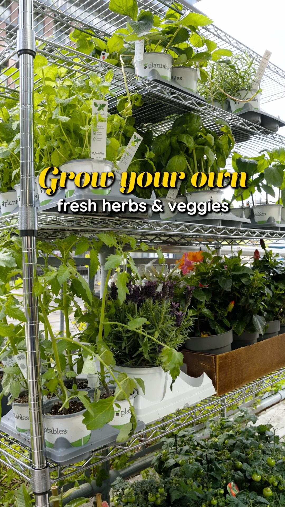 Herb Veggie Garden Kit | JOMO Studio | Buy Plants Online | Tropical Houseplant Delivery & Plant Care