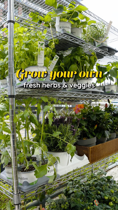 Herb Veggie Garden Kit | JOMO Studio | Buy Plants Online | Tropical Houseplant Delivery & Plant Care