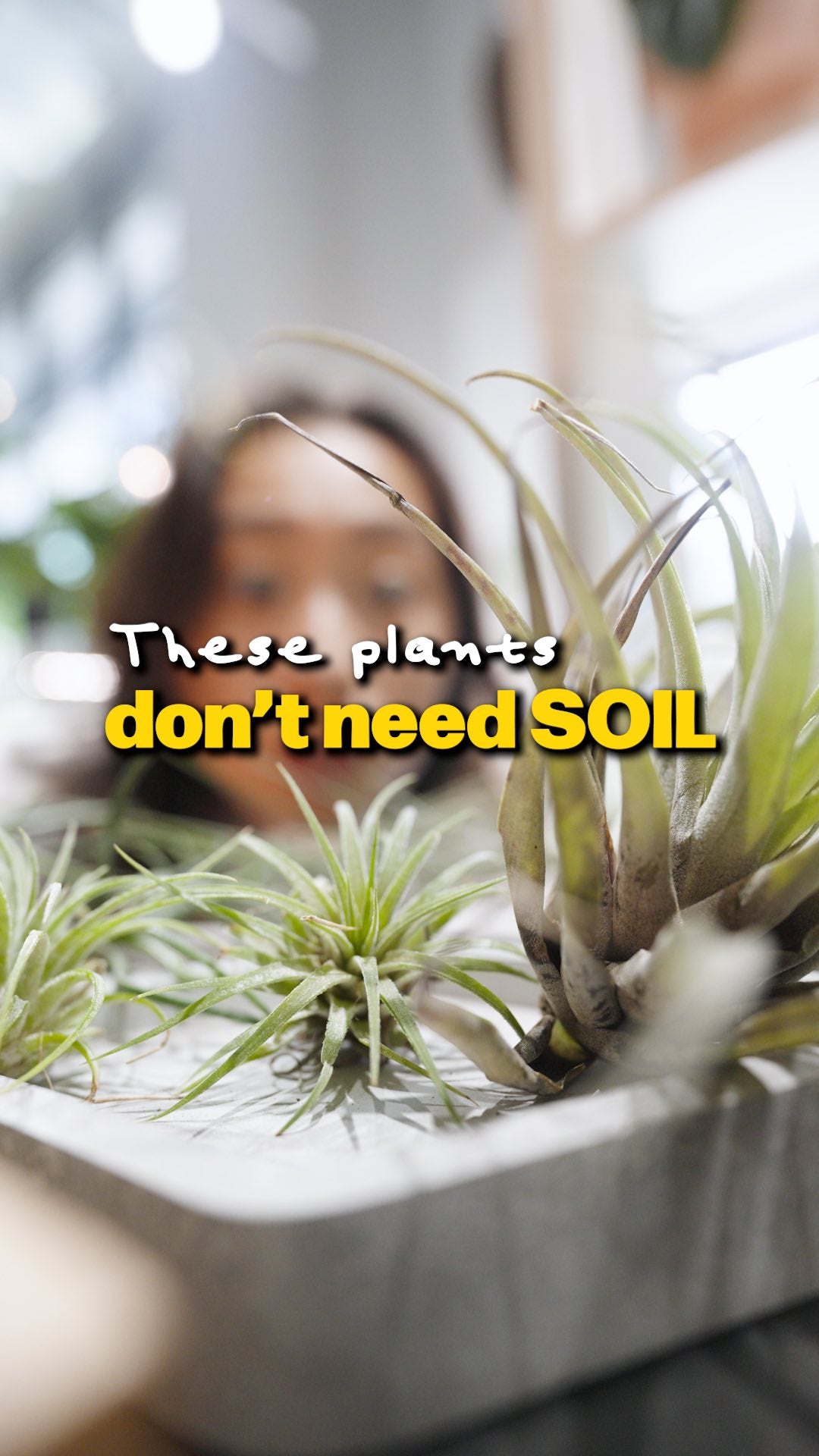 Air Plant makes it easy | JOMO Studio | Buy Plants Online | Tropical Houseplant Delivery & Plant Care