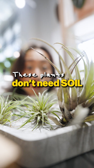 Air Plant makes it easy | JOMO Studio | Buy Plants Online | Tropical Houseplant Delivery & Plant Care