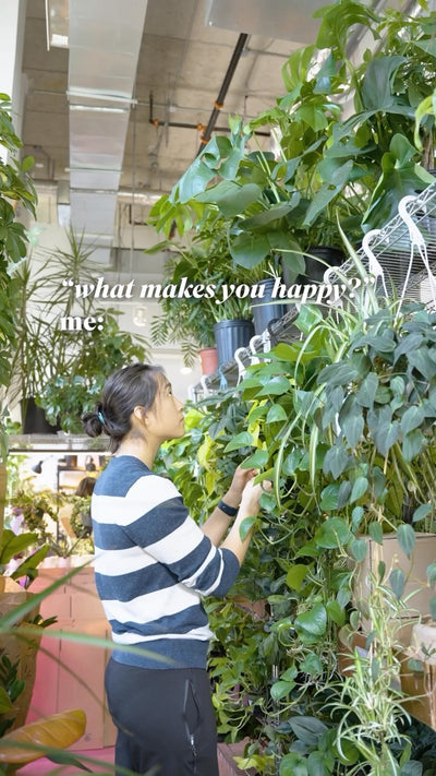 What makes you happy | JOMO Studio | Buy Plants Online | Houseplant Delivery & Plant Care