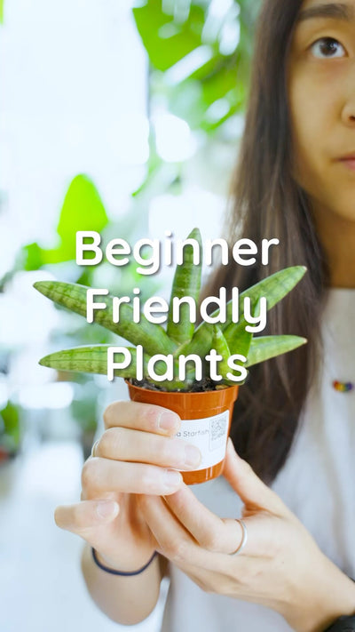 ✨ Looking for the perfect beginner-friendly plant? 🪴
From forgiving watering schedules to adaptable light conditions, they’re the perfect companions for newbie plant parents! 

👀 Here are 4 Easy Care Plants to add to your collection:

⭐ Sansevieria Starfish - one of the toughest houseplants. According to a study conducted by NASA, it also helps to maximize efficiency in cleansing air! 💨

 🌱 Air Plant Terrarium - they don’t need soil to grow, and get the majority of nutrients from the air around them

🌴