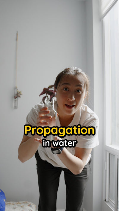 Have you ever propagated any plants in water before?? 🌱 

•
•
•
#plantcaretips #plantlove #plantpropagation #plantvibes #plantparenthood
