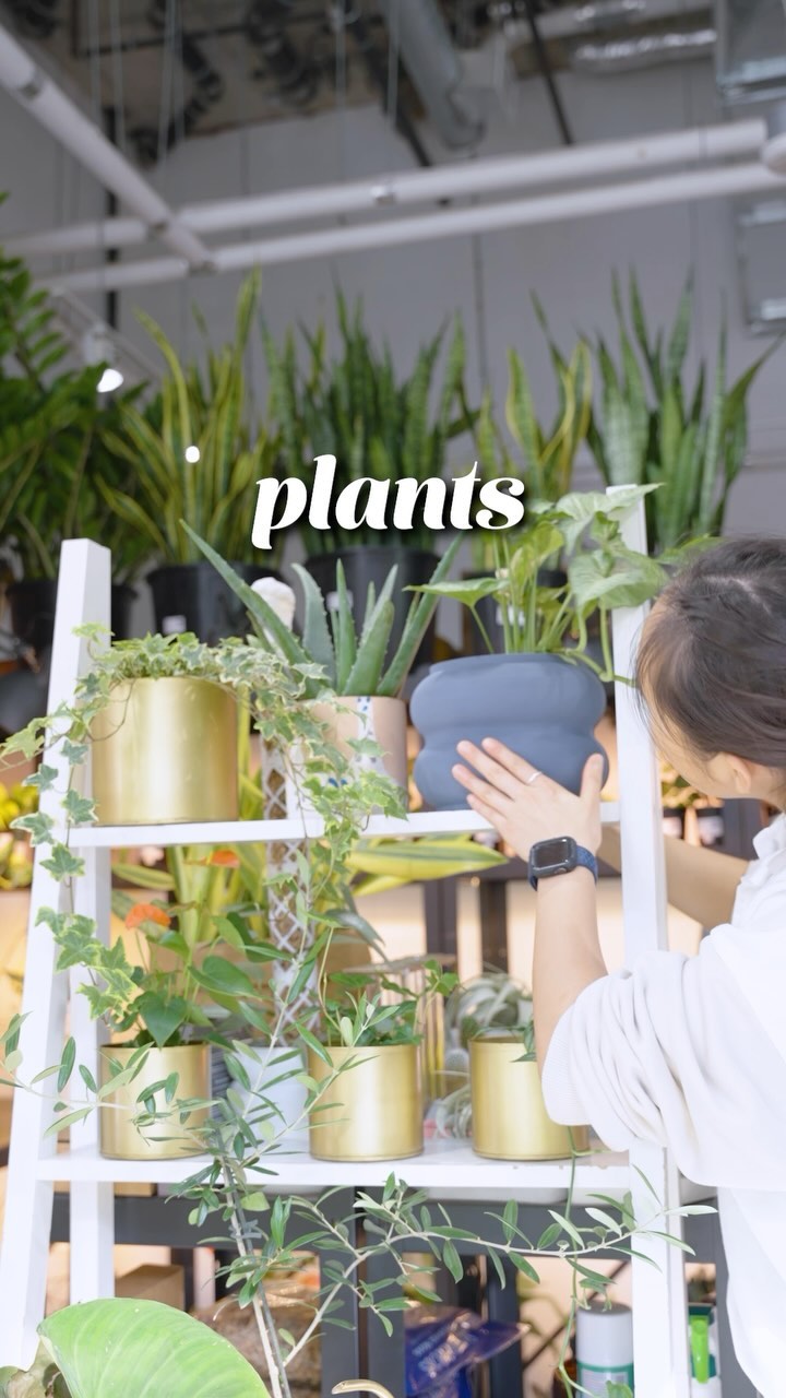 I was busy thinking about plants | JOMO Studio | Buy Plants Online | Houseplant Delivery & Plant Care