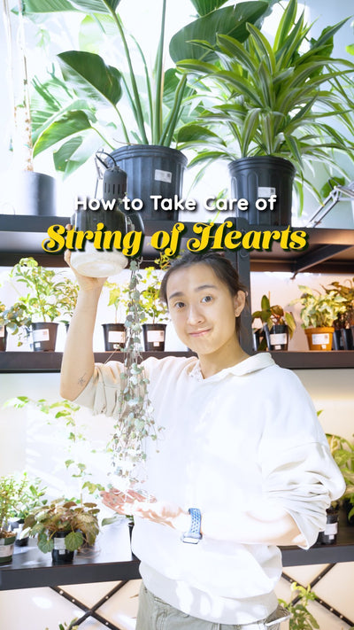 How to take care of string of hearts | JOMO Studio | Buy Plants Online | Houseplant Delivery & Plant Care