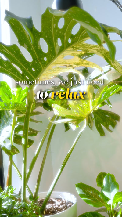 Sometimes you just need to relax and enjoy life | JOMO Studio | Buy Plants Online | Houseplant Delivery & Plant Care
