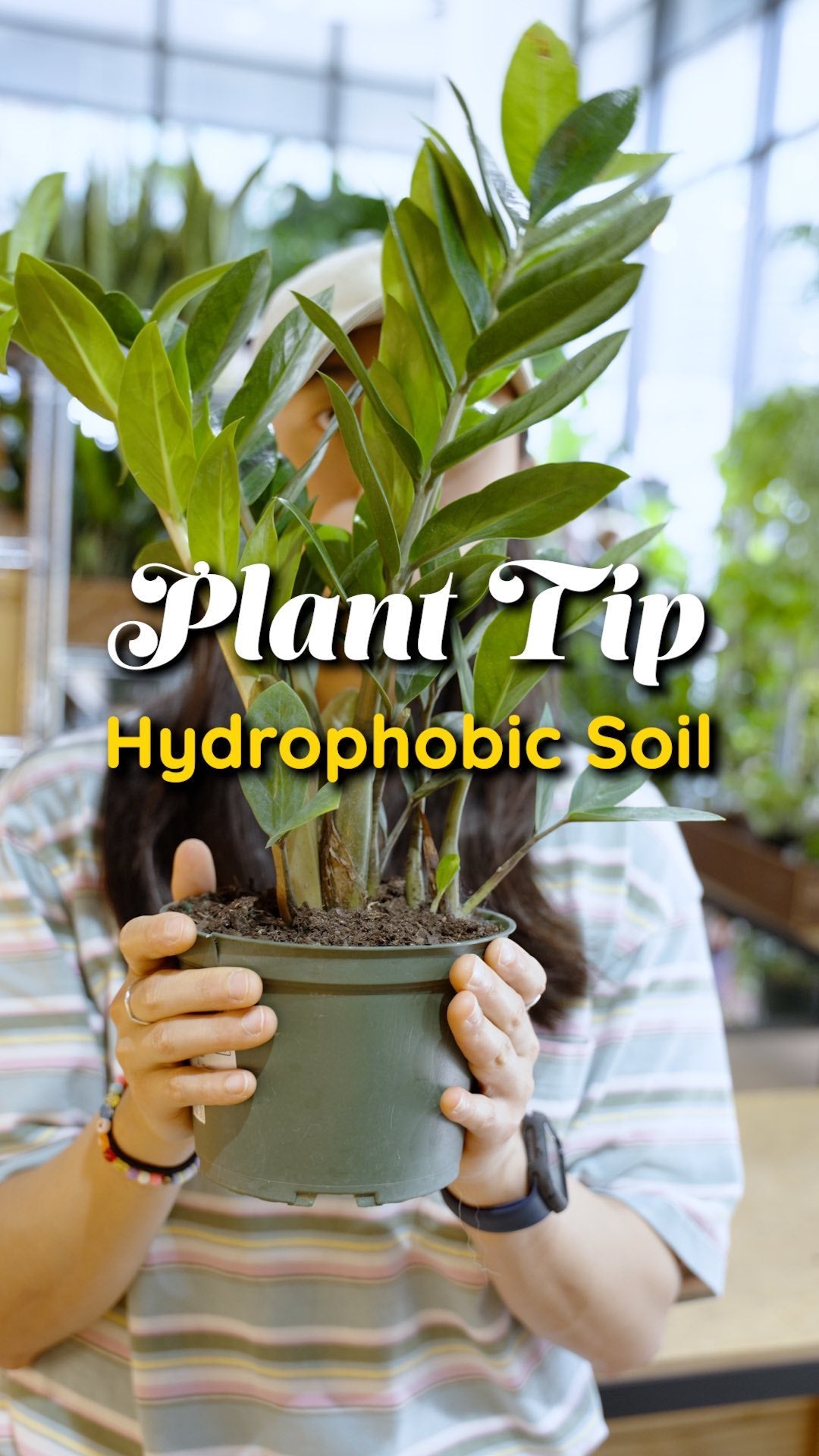 ZZ Plant Care  | JOMO Studio | Buy Plants Online | Houseplant Delivery & Plant Care