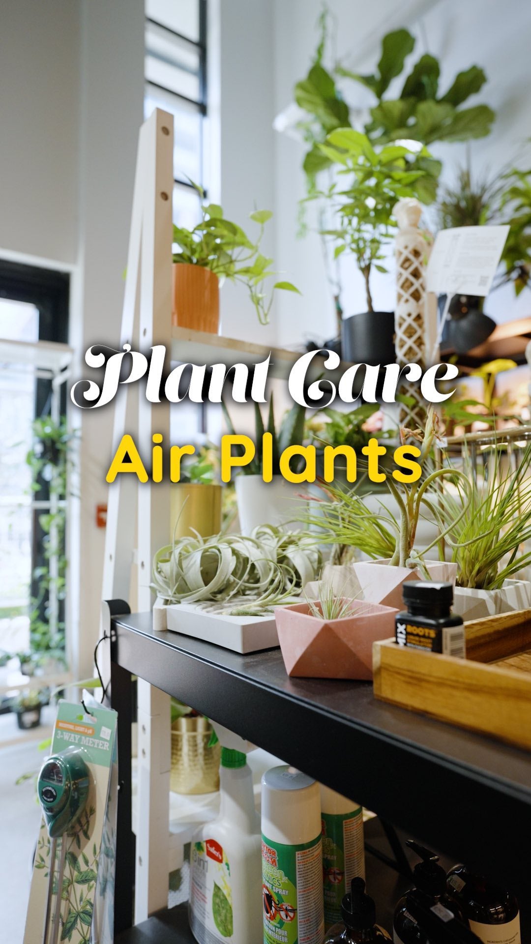 🌿✨ Looks like you got a new air plant! 🌟 

Here are some different ways to water your little Tillandsia:

1️⃣ Misting Magic: Light misting a few times a week can do the trick if you want to really get to know your air plant. 🌫️

2️⃣ Dip & Drip: For a speedy soak, dip the base of your plant in water, then let it drip dry upside down. 🌊

3️⃣ Soak it Up: Give your air plant a 1-2 hour soak in room-temp water once a week. 💧

4️⃣ Rain Dance (not mentioned in video): Let them enjoy a gentle shower in the sin