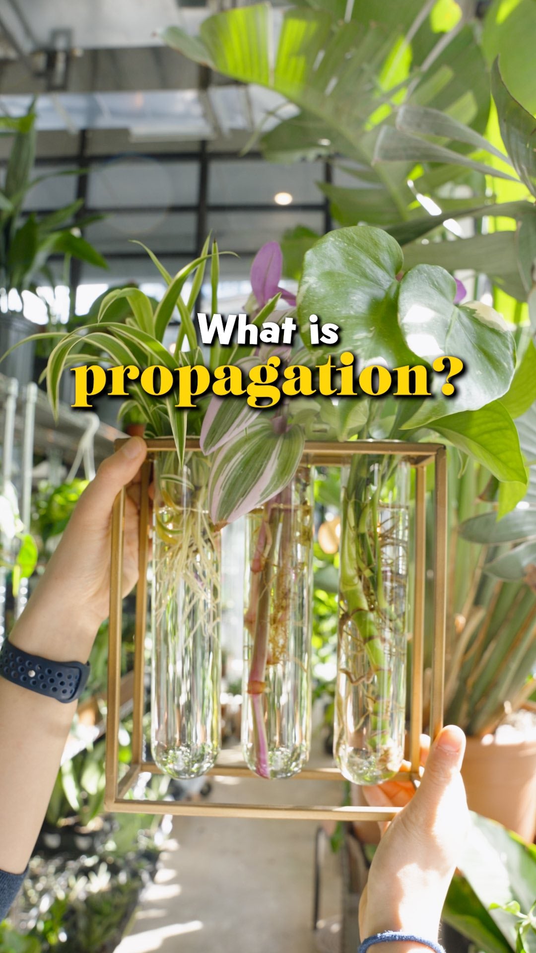 What is propagation | JOMO Studio | Buy Plants Online | Tropical Houseplant Delivery & Plant Care