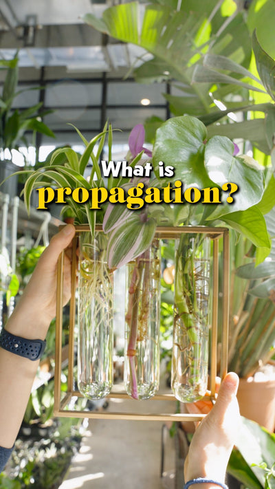 What is propagation | JOMO Studio | Buy Plants Online | Tropical Houseplant Delivery & Plant Care