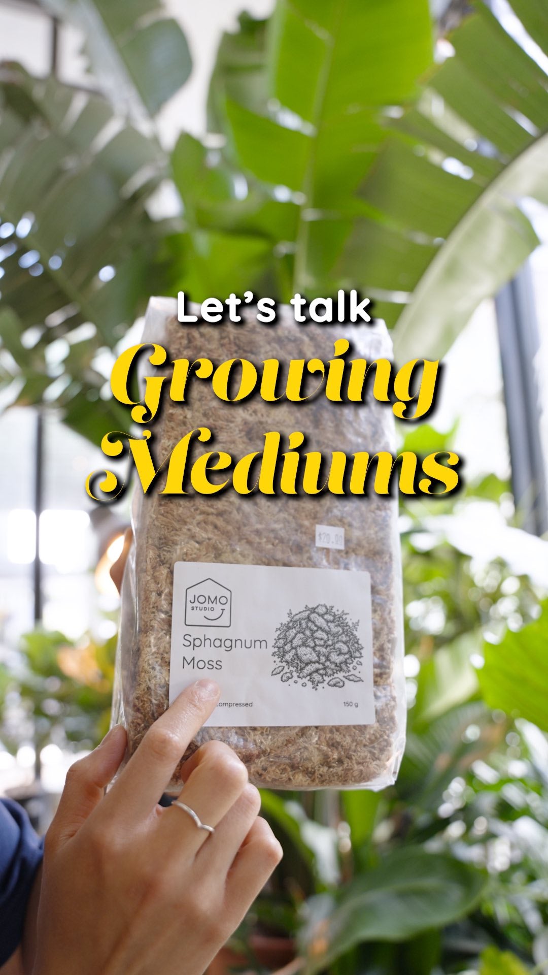 Indoor Tropical Houseplant Grow Medium | JOMO Studio | Buy Plants Online | Tropical Houseplant Delivery & Plant Care