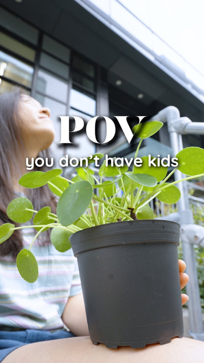 You don't have kid but have plants | JOMO Studio | Buy Plants Online | Houseplant Delivery & Plant Care