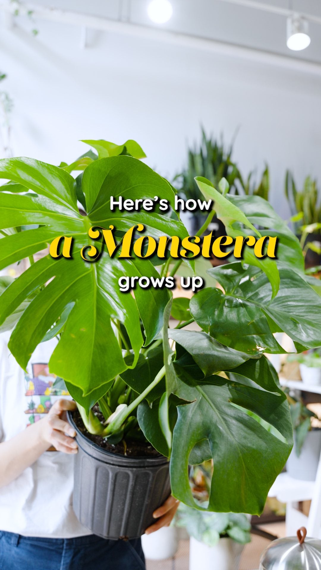How a Monstera plant grows up | JOMO Studio | Buy Plants Online | Tropical Houseplant Delivery & Plant Care