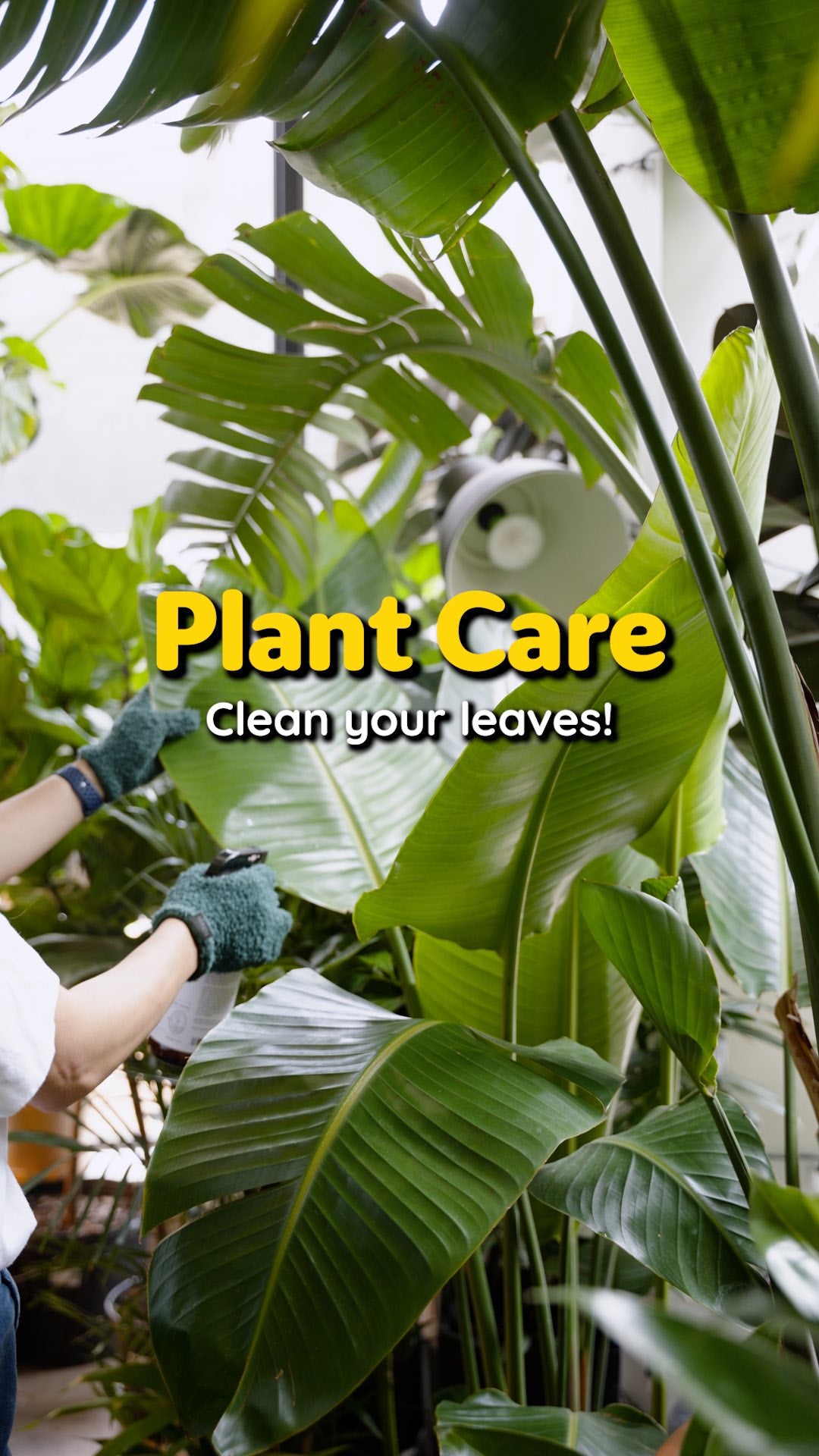 Plant Care Day | JOMO Studio | Buy Plants Online | Tropical Houseplant Delivery & Plant Care