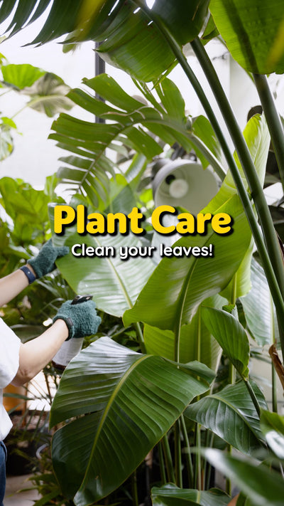 Plant Care Day | JOMO Studio | Buy Plants Online | Tropical Houseplant Delivery & Plant Care