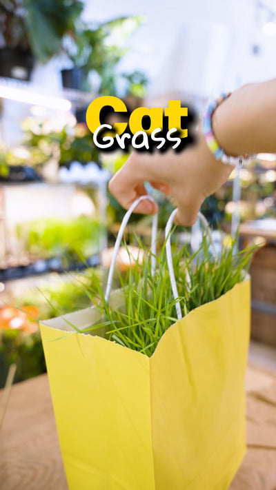 Cat grass | JOMO Studio | Buy Plants Online | Tropical Houseplant Delivery & Plant Care