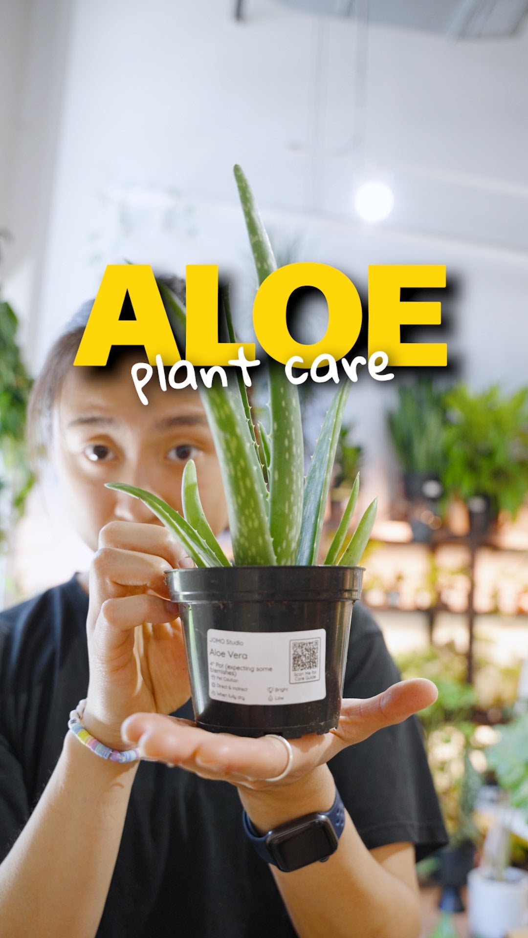 Aloe Plant Care | JOMO Studio | Buy Plants Online | Tropical Houseplant Delivery & Plant Care