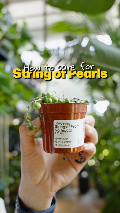 String of Pearls care | JOMO Studio | Buy Plants Online | Tropical Houseplant Delivery & Plant Care