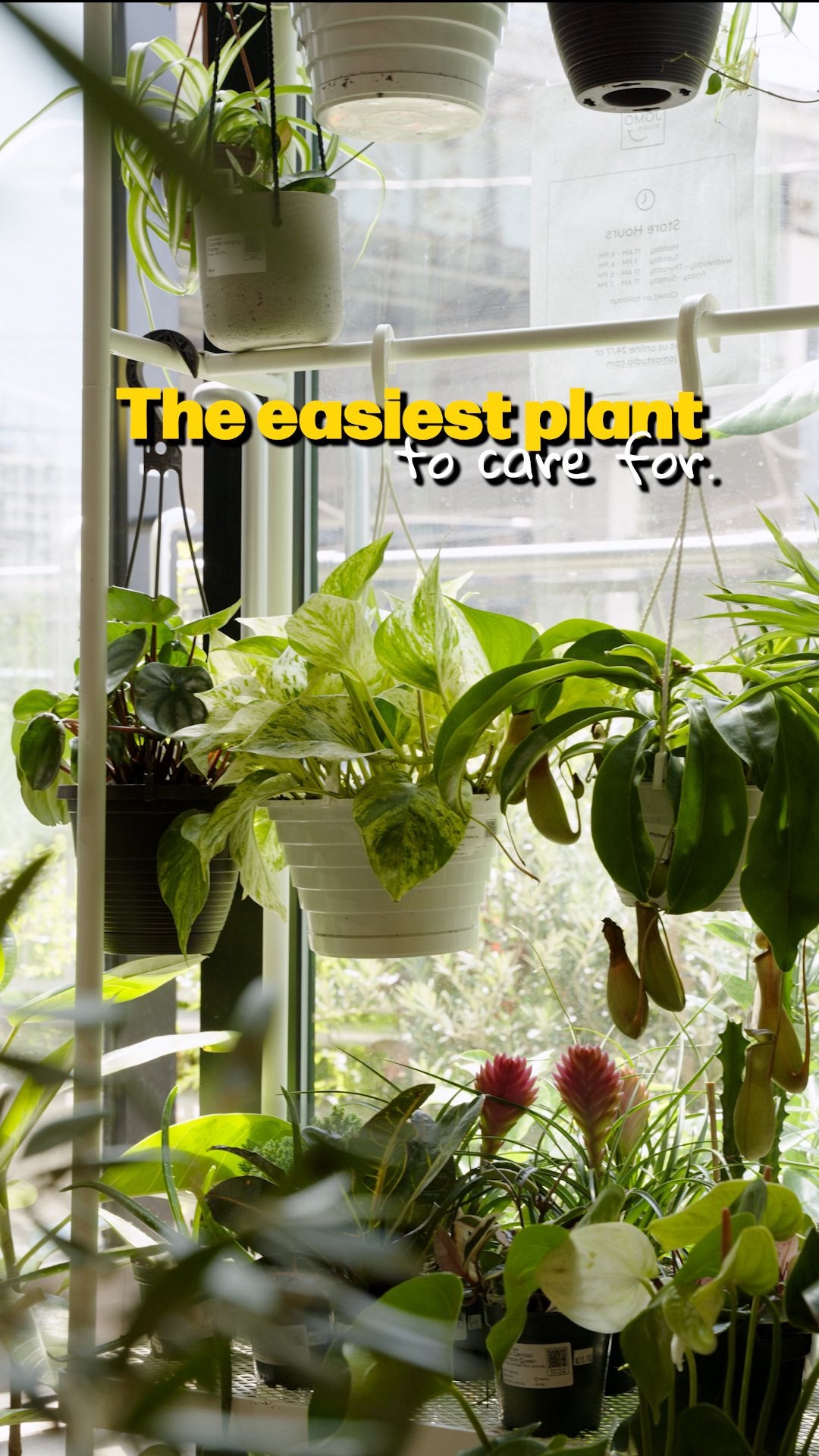 Easiest Plant Pothos | JOMO Studio | Buy Plants Online | Tropical Houseplant Delivery & Plant Care