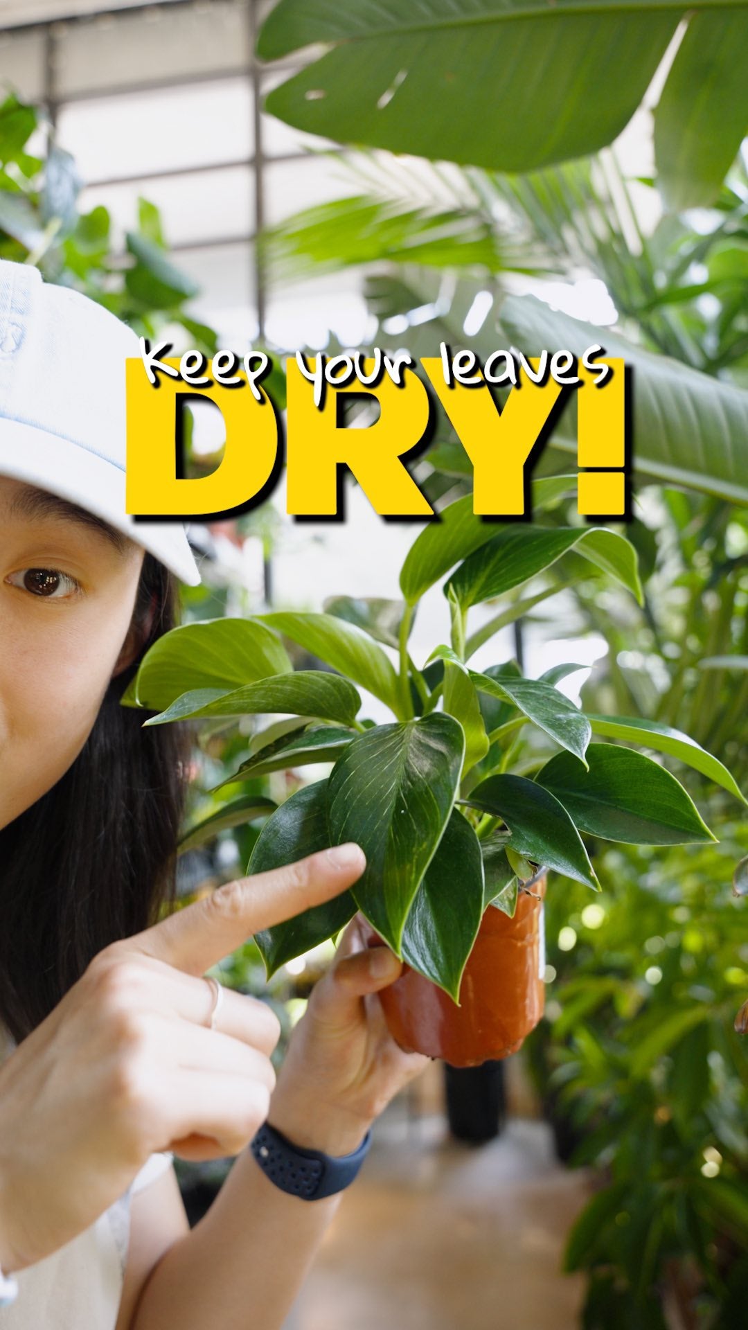 Keep your leaves dry | JOMO Studio | Buy Plants Online | Tropical Houseplant Delivery & Plant Care