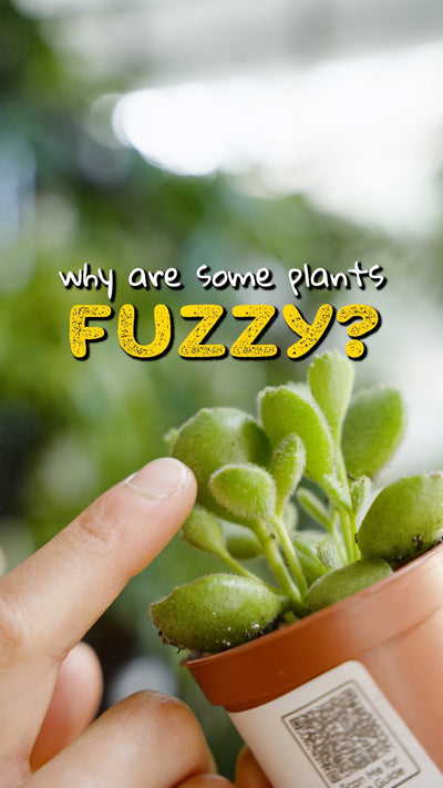Why are some plants fuzzy | JOMO Studio | Buy Plants Online | Tropical Houseplant Delivery & Plant Care