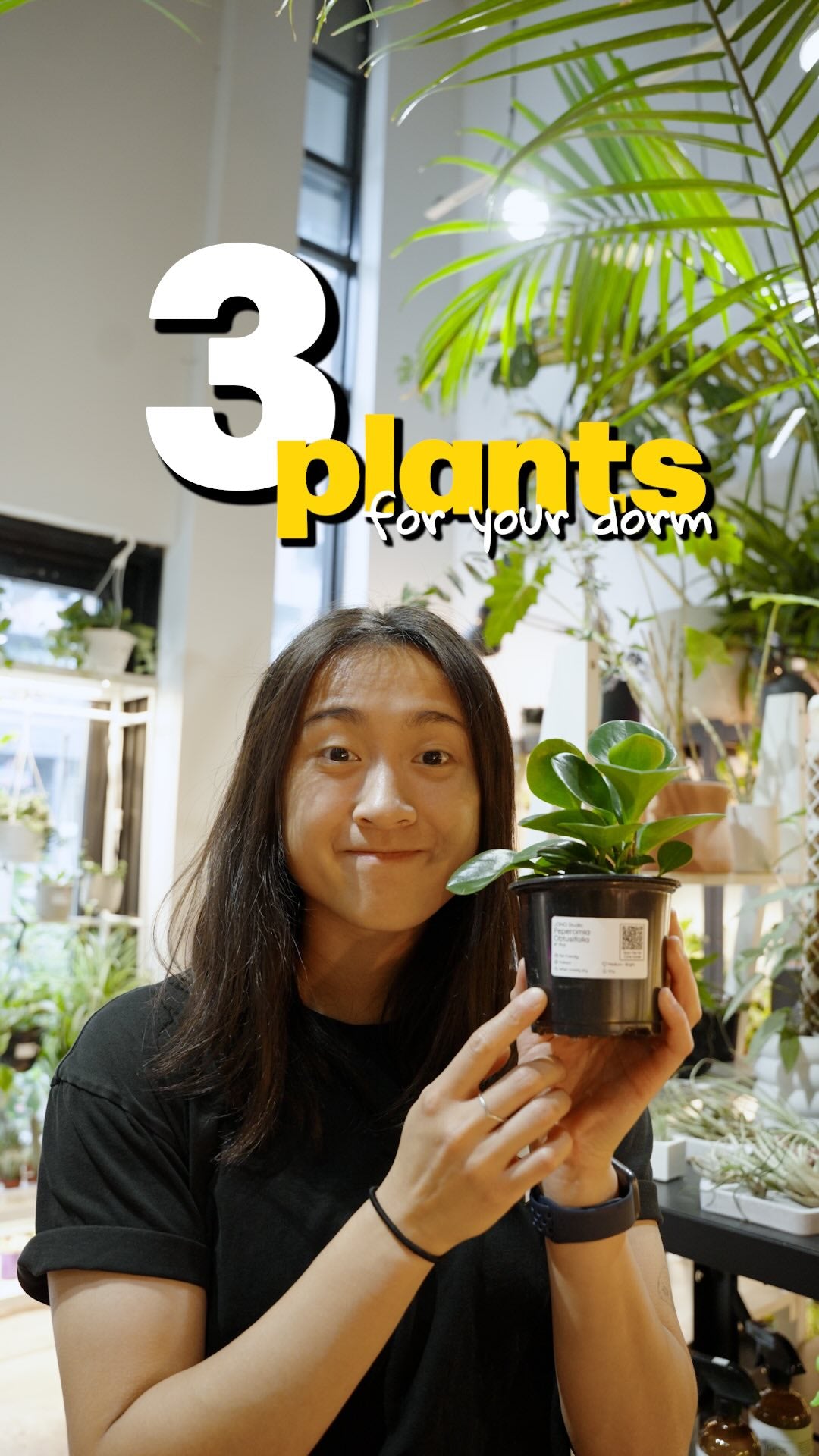 3 low maintenance plant | JOMO Studio | Buy Plants Online | Tropical Houseplant Delivery & Plant Care