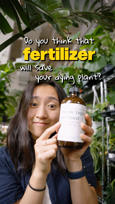 Fertilizer help healthy plant | JOMO Studio | Buy Plants Online | Tropical Houseplant Delivery & Plant Care