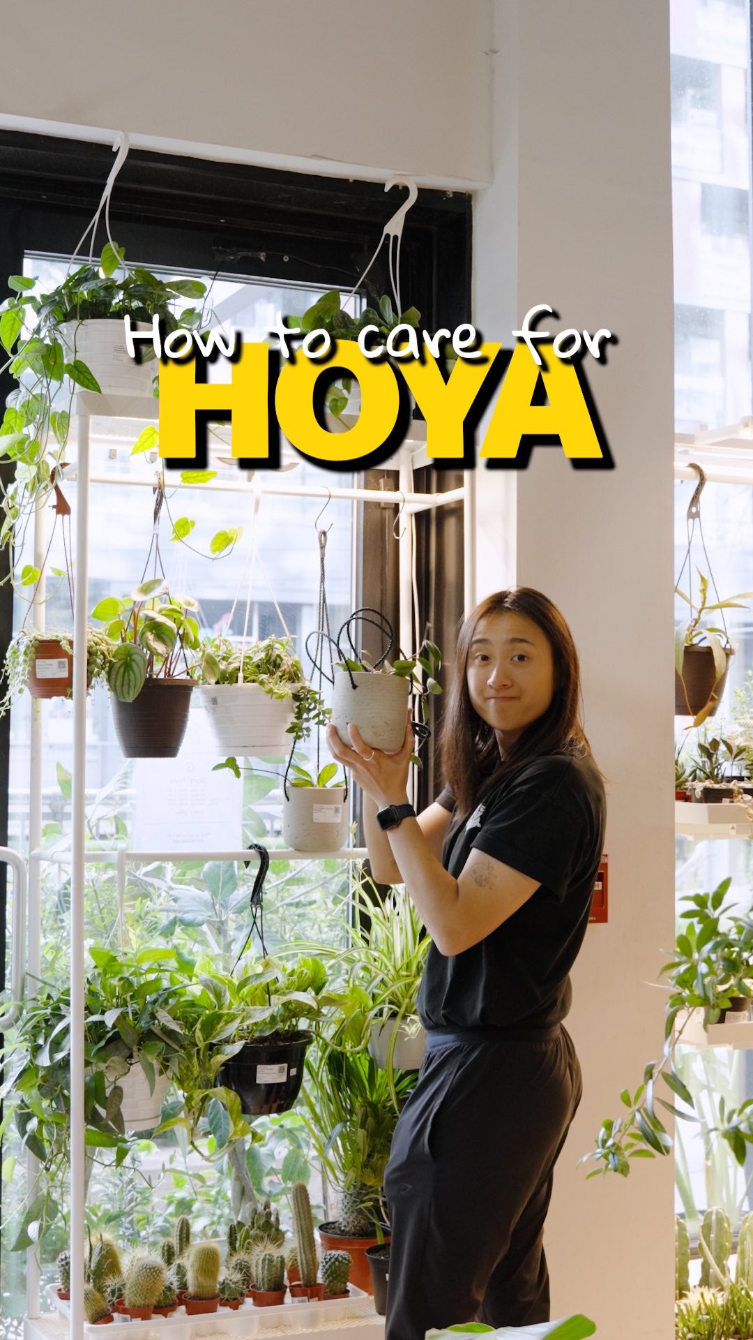 How to care for HOYA | JOMO Studio | Buy Plants Online | Tropical Houseplant Delivery & Plant Care