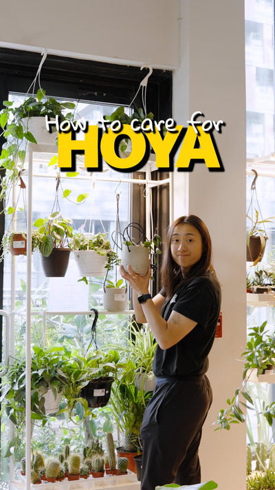 How to care for HOYA | JOMO Studio | Buy Plants Online | Tropical Houseplant Delivery & Plant Care