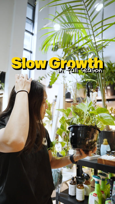 Slow growth in fall season | JOMO Studio | Buy Plants Online | Tropical Houseplant Delivery & Plant Care