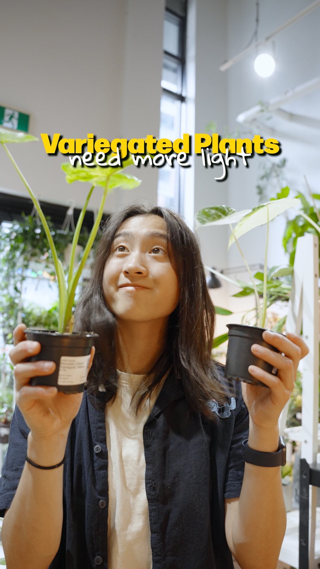 Variegated plants need more light | JOMO Studio | Buy Plants Online | Tropical Houseplant Delivery & Plant Care