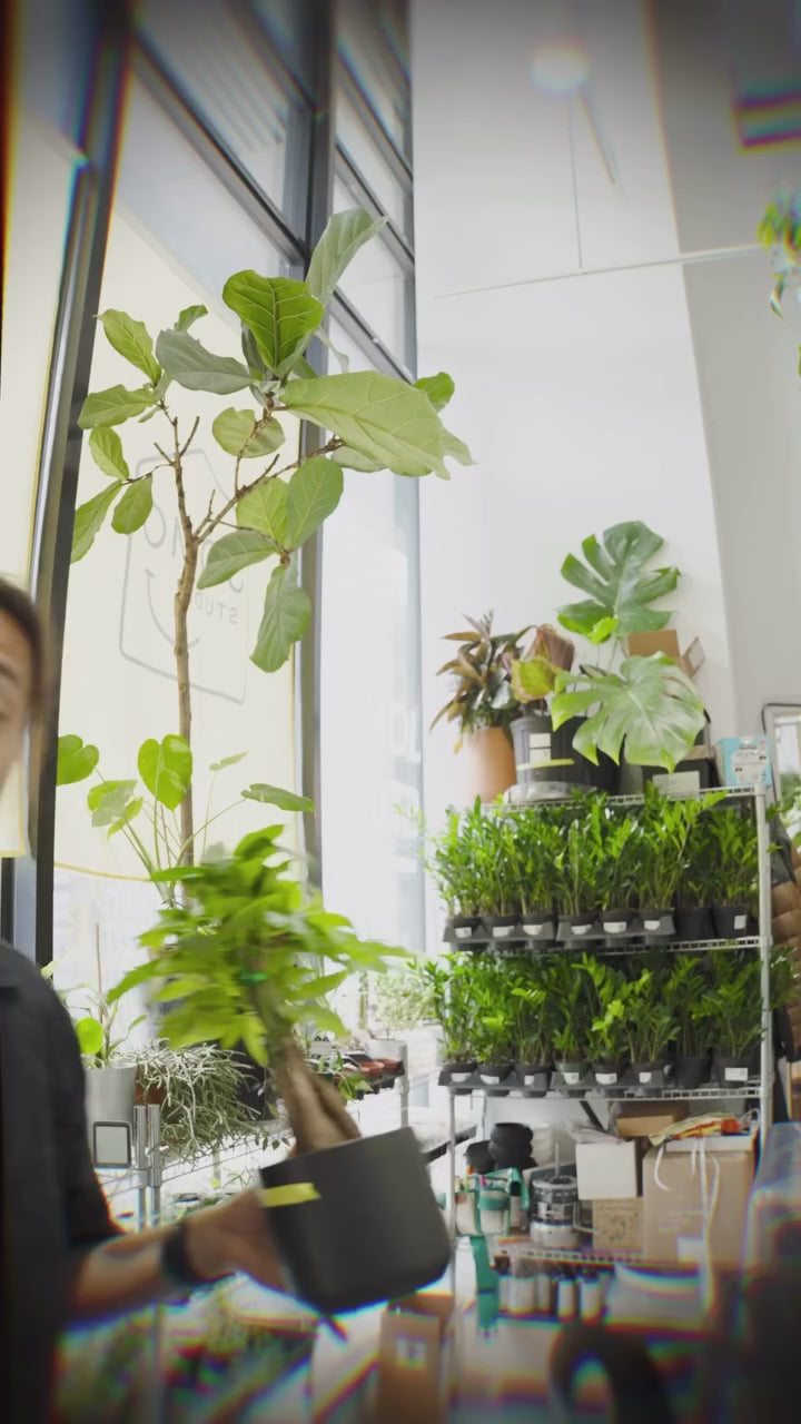 if you’ve been meaning to repot a plant all summer... do it now 🌿

fall in Toronto is basically a two week heads up before winter arrives. and once the days get shorter, the light gets weaker — which is exactly what your plant needs to recover from the stress of being repotted.

even moving into a slightly bigger pot disturbs roots. some get damaged in the process. and healing from that takes energy. in summer, there’s plenty of light to fuel that recovery. right now, that window is closing.

if you’re gro