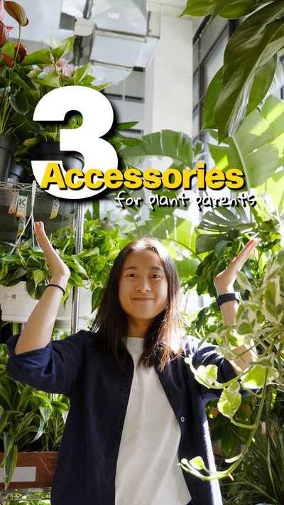 3 plant accessories | JOMO Studio | Buy Plants Online | Tropical Houseplant Delivery & Plant Care