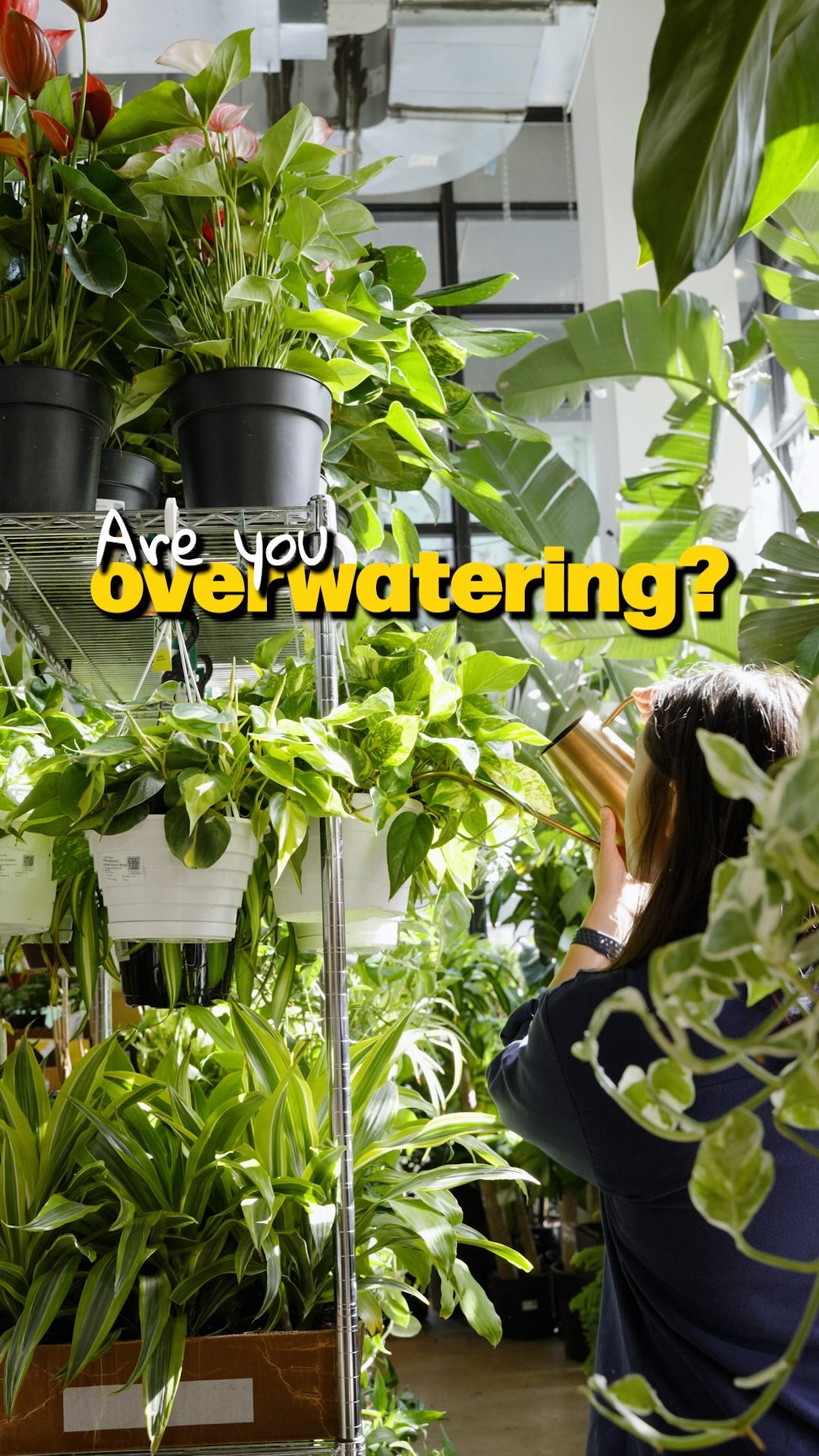 Are you overwatering | JOMO Studio | Buy Plants Online | Tropical Houseplant Delivery & Plant Care
