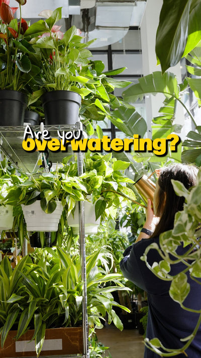 Are you overwatering | JOMO Studio | Buy Plants Online | Tropical Houseplant Delivery & Plant Care
