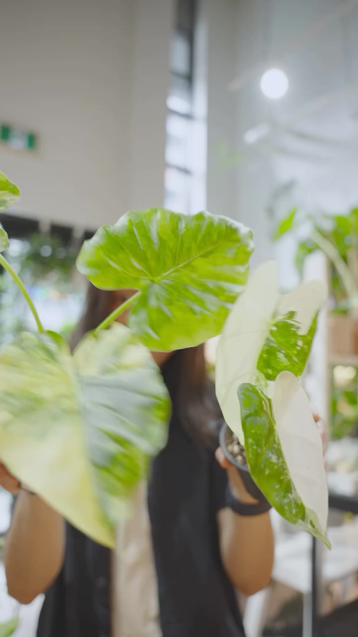 Variegated plants need more light | JOMO Studio | Buy Plants Online | Tropical Houseplant Delivery & Plant Care
