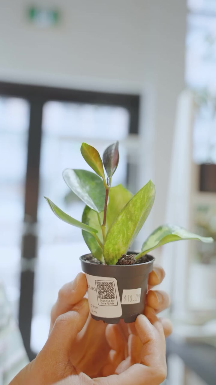 Hoya Plant Care | JOMO Studio | Buy Plants Online | Houseplant Delivery & Plant Care