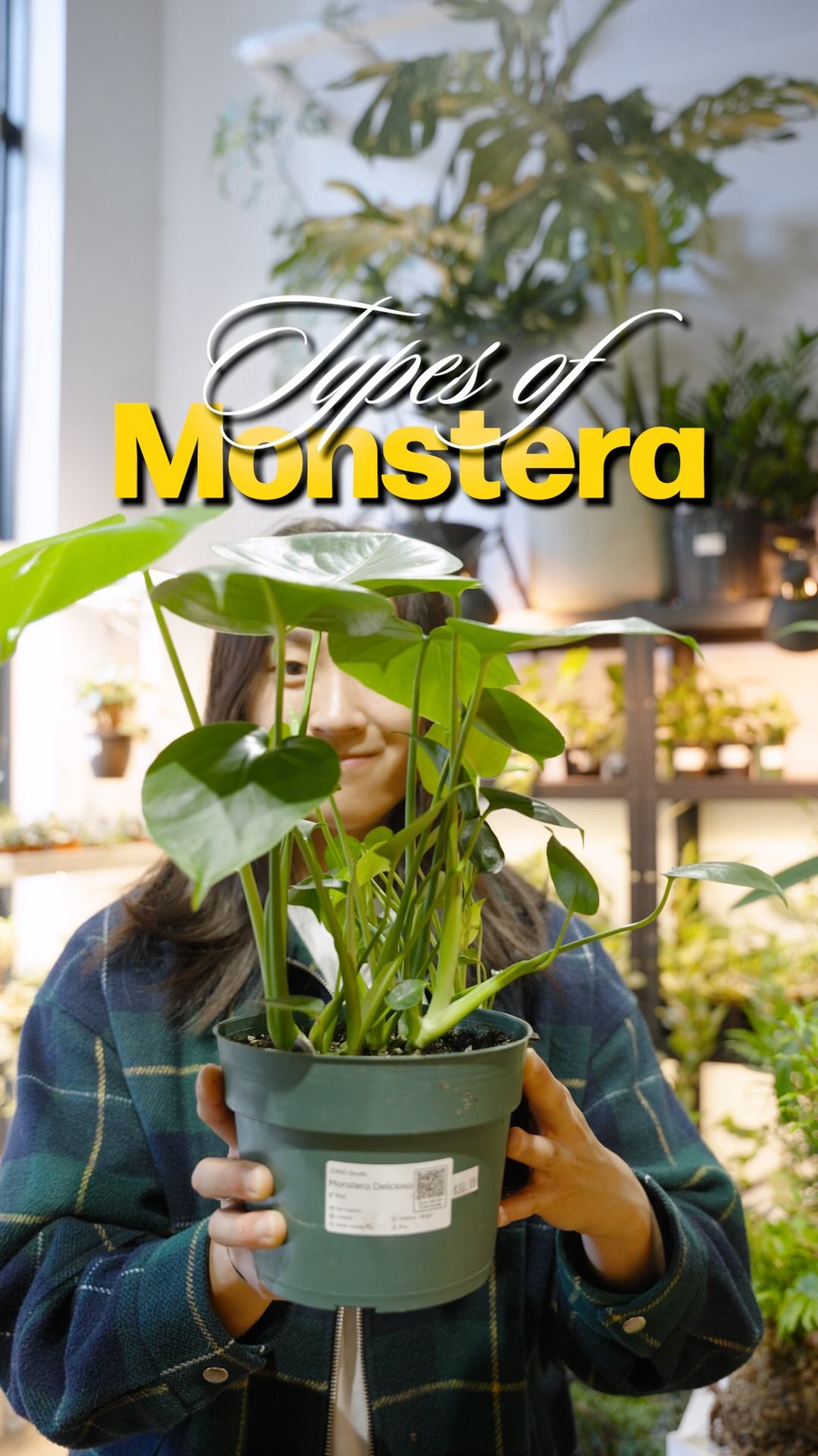 Popular monsteras | JOMO Studio | Buy Plants Online | Tropical Houseplant Delivery & Plant Care