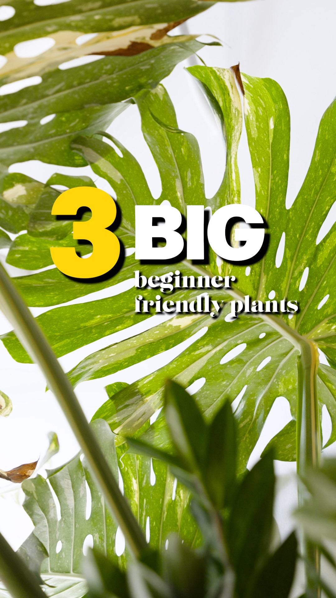3 Big Beginner Plants | JOMO Studio | Buy Plants Online | Tropical Houseplant Delivery & Plant Care