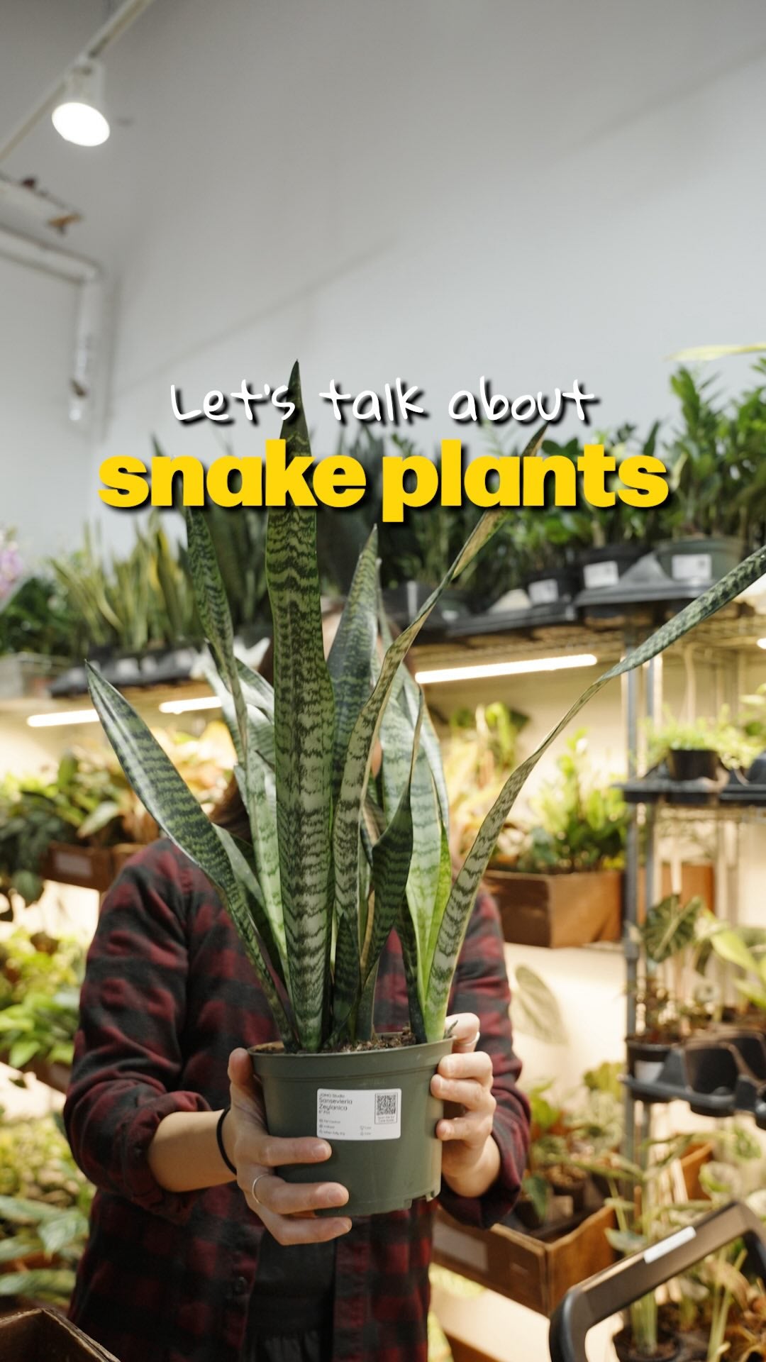 Talk About Snake Plants | JOMO Studio | Buy Plants Online | Tropical Houseplant Delivery & Plant Care