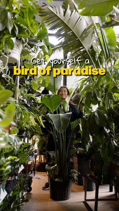 Talk about Bird of Paradise Plant | JOMO Studio | Buy Plants Online | Tropical Houseplant Delivery & Plant Care
