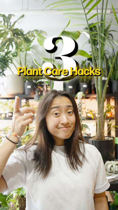 3 Plant Care Hacks | JOMO Studio | Buy Plants Online | Tropical Houseplant Delivery & Plant Care