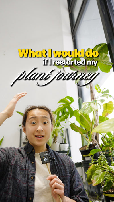 3 things i will do differently | JOMO Studio | Buy Plants Online | Tropical Houseplant Delivery & Plant Care